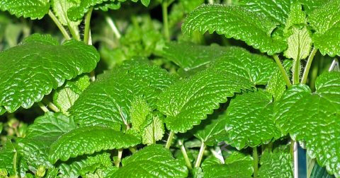 青茶和红茶的区别