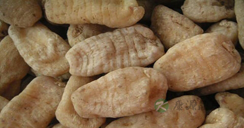 天麻可以直接吃吗