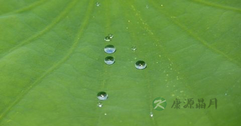 荷叶粉的功效与作用