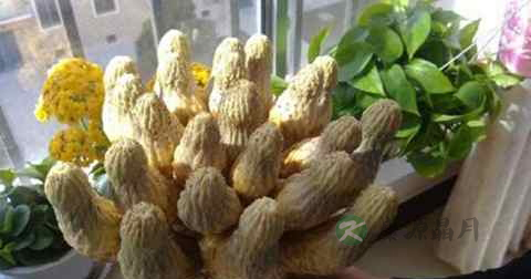新鲜肉苁蓉怎么吃