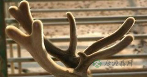 鹿茸可以泡水喝吗