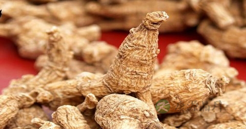如何选择西洋参