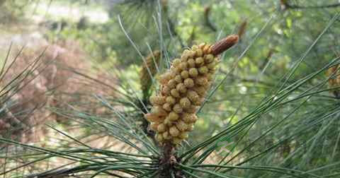 松花粉能治百病吗