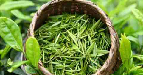 小孩能不能喝茶