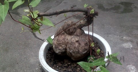 何首乌能天天吃吗