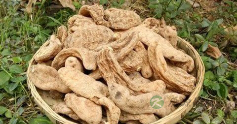 喂奶可以吃天麻吗