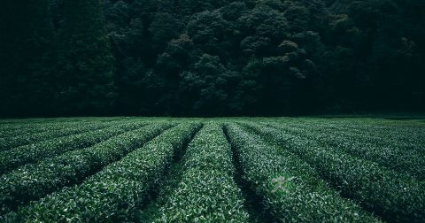 云南红茶有哪些品种