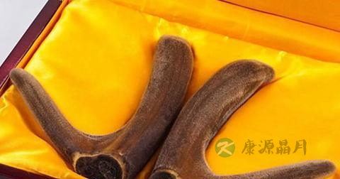 什么鹿茸最好