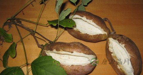 中药和桃胶相克吗