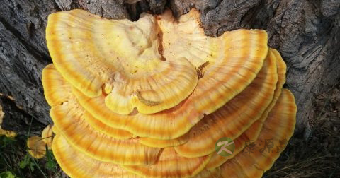 灵芝孢子粉有雌激素吗