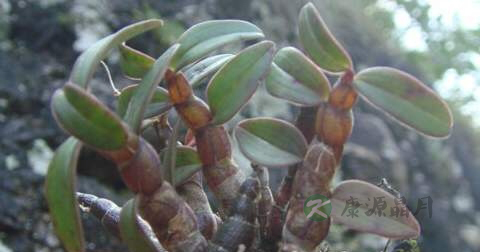 野生铁皮石斛怎么吃
