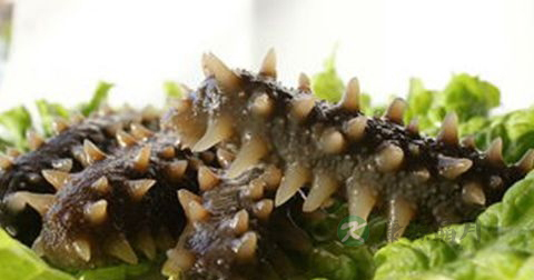 海参适合什么季节吃