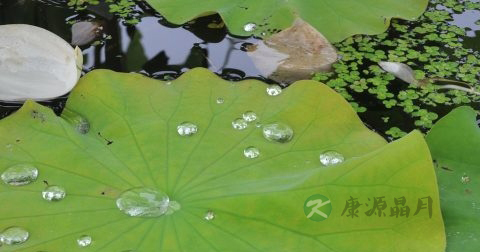 荷叶粉面膜的功效