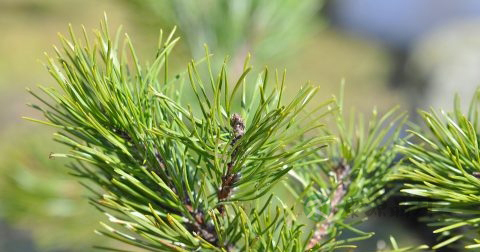 松花粉服用量