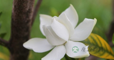 茉莉红茶的功效与禁忌