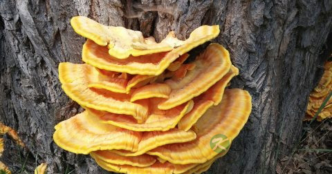灵芝孢子粉有雌激素吗