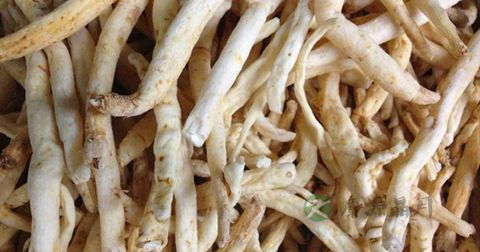 沙参的功效与作用及食用方法