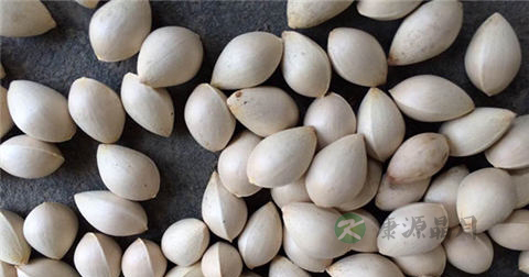 白果是什么的果实
