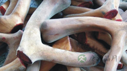 鹿茸食用的禁忌
