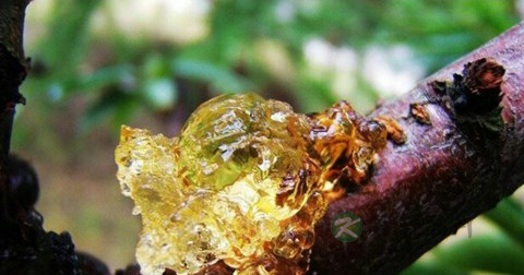 核桃胶孩子可以吃吗