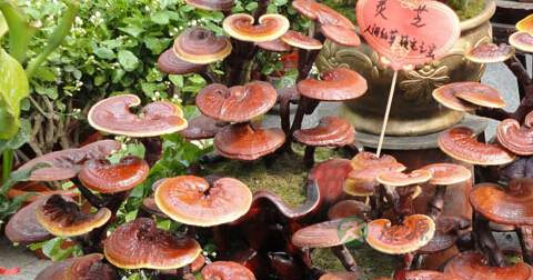 灵芝破壁孢子粉的功效_吃法