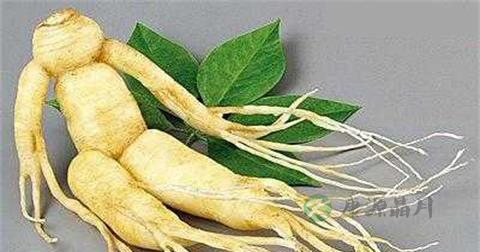 野生人参和种植人参的区别