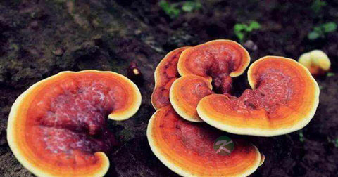 黑色灵芝是什么灵芝