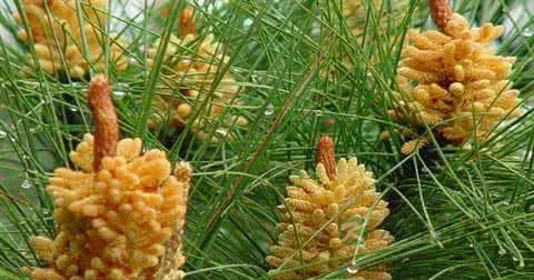 松花粉能治湿疹吗