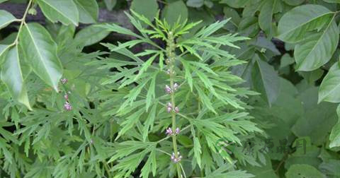 益母草小孩能吃吗