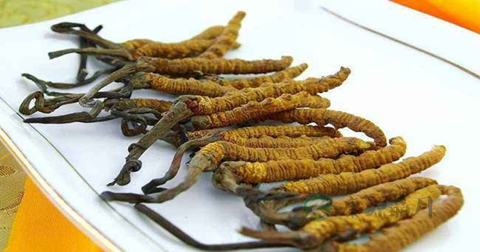 冬虫夏草食用量