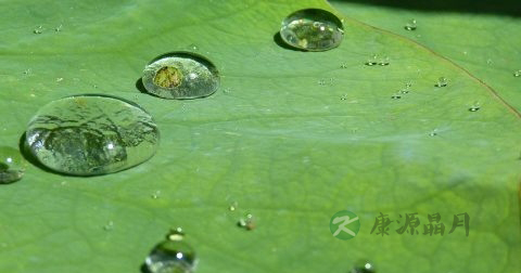荷叶粉的功效与作用