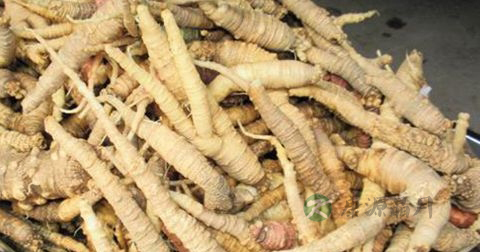 沙参的功效与作用及食用方法