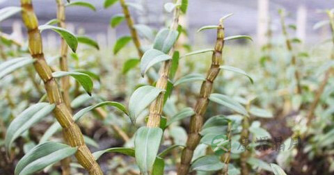 铁皮石斛怎么泡水喝
