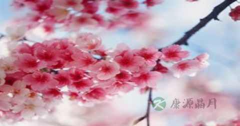 樱花可以泡茶喝吗