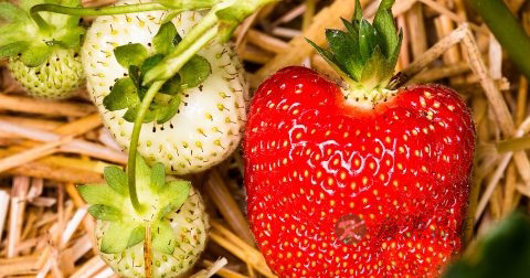 癌症可以吃灵芝孢子粉吗