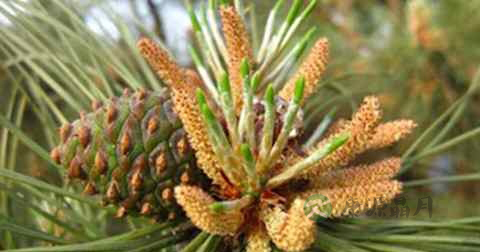 松花粉治湿疹吗