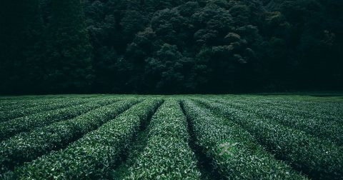 祁门红茶有哪些品种