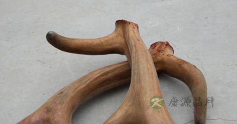 人流后可以吃鹿茸吗