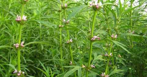 益母草怎么煲