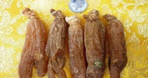 鹿茸和西洋参可以一起吃吗