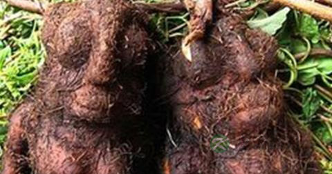 何首乌泡水的食用方法