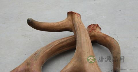 吃鹿茸上火吗