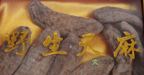 天麻可以直接吃吗