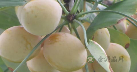 白果能降血糖吗