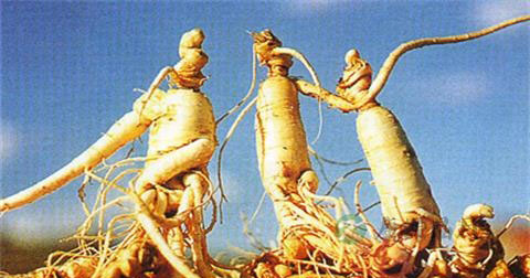 野生人参和种植人参的区别