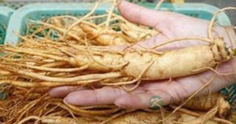 肾阳虚可以吃人参吗