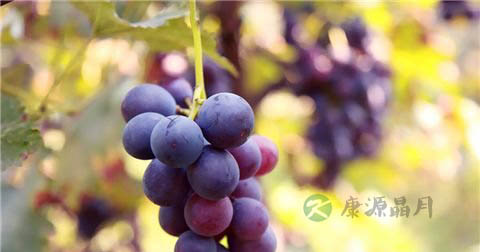 醉酒后吃什么食物最解酒