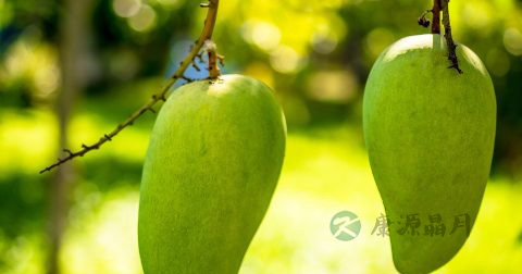 经期可以吃芒果吗