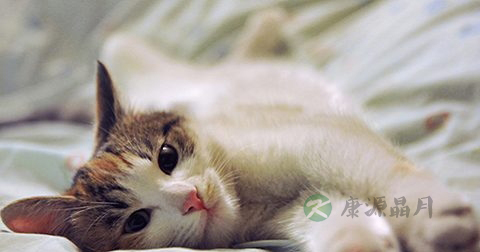 养猫的坏处