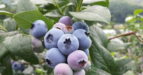 女性月经期能吃芒果吗